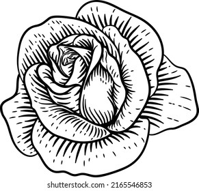 A rose flower illustration in a vintage woodcut drawing style 