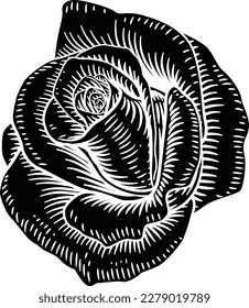 A rose flower illustration in a vintage woodcut drawing style 