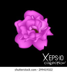 Rose flower isolated on black background. Vector illustration EPS10
