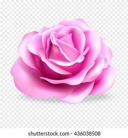 Rose flower isolated on transparent background. Vector rose.