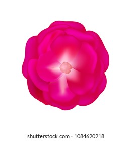 Rose flower, isolated on white background. Element for design. Vector illustration.