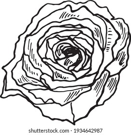 Rose Flower. Isolated on white background. Abstract minimal vector illustration. Rose Bud. Can be used for greeting cards, flyers, invitations, web design, etc