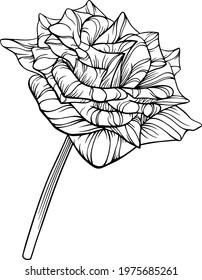 Rose flower isolated on white. Hand drawn line vector illustration. Eps 10