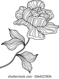 Rose flower isolated on white. Hand drawn line vector