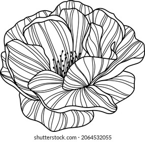 Rose flower isolated on white. Hand drawn line vector