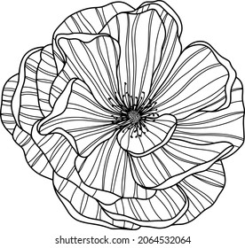 Rose flower isolated on white. Hand drawn line vector