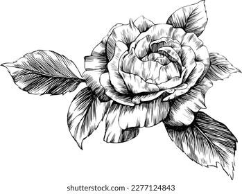 Rose flower isolated on white. hand drawn vintage illustration.