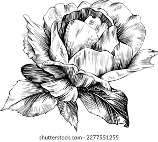 Rose flower isolated on white. hand drawn vintage illustration.