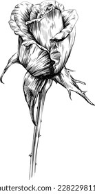 Flor de rosa aislada en blanco. ilustración vintage dibujada a mano.