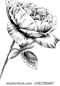 Rose flower isolated on white. hand drawn vintage illustration.