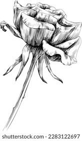 Rose flower isolated on white. hand drawn vintage illustration.
