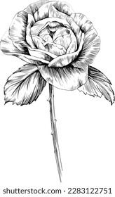 Rose flower isolated on white. hand drawn vintage illustration.