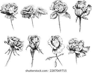 Rose flower isolated on white. hand drawn vintage illustration collection.