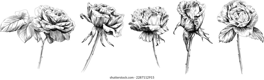 Rose flower isolated on white. hand drawn vintage illustration collection.