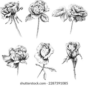 Rose flower isolated on white. hand drawn vintage illustration collection.