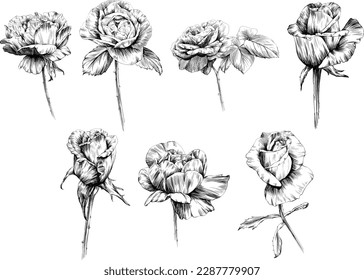 Rose flower isolated on white. hand drawn vintage illustration collection.