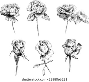 Rose flower isolated on white. hand drawn vintage illustration.