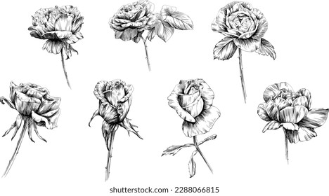 Rose flower isolated on white. hand drawn vintage illustration.