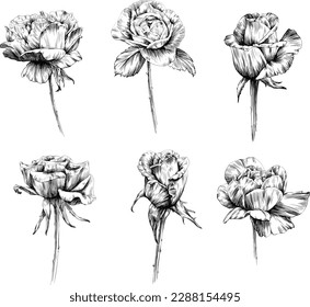 Rose flower isolated on white. hand drawn vintage illustration.