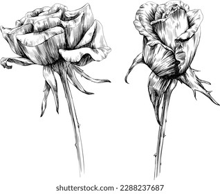 Rose flower isolated on white. hand drawn vintage illustration collection.