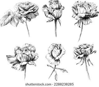 Rose flower isolated on white. hand drawn vintage illustration.