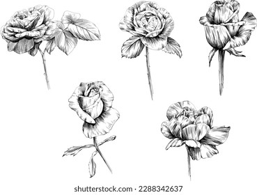 Rose flower isolated on white. hand drawn vintage illustration.