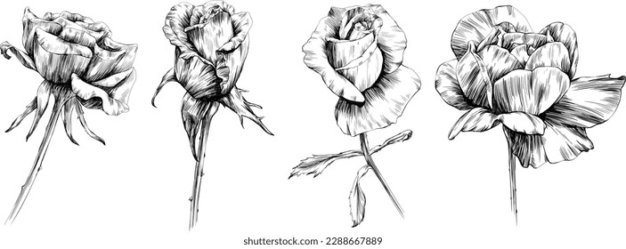 Rose flower isolated on white. hand drawn vintage illustration.