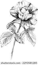 Rose flower isolated on white. hand drawn vintage illustration.