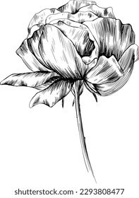 Rose flower isolated on white. hand drawn vintage illustration.