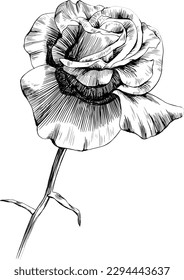 Rose flower isolated on white. hand drawn vintage illustration.