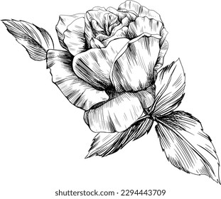 Rose flower isolated on white. hand drawn vintage illustration.