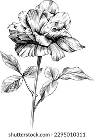 Rose flower isolated on white. hand drawn vintage illustration.