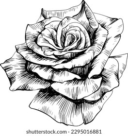 Rose flower isolated on white. hand drawn vintage illustration.