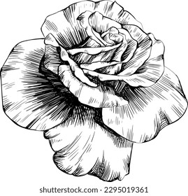 Rose flower isolated on white. hand drawn vintage illustration.