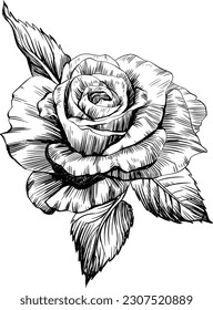 Rose flower isolated on white. Hand drawn vintage illustration.