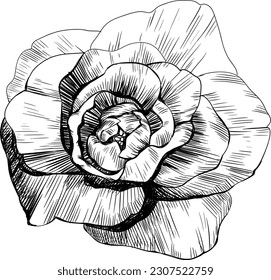 Rose flower isolated on white. Hand drawn vintage illustration.