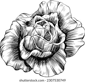 Rose flower isolated on white. Hand drawn vintage illustration.