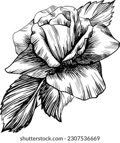 Rose flower isolated on white. Hand drawn vintage illustration.