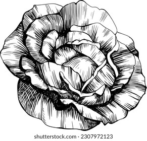 Rose flower isolated on white. Hand drawn vintage illustration.