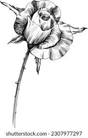 Rose flower isolated on white. Hand drawn vintage illustration.