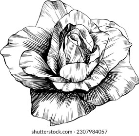 Rose flower isolated on white. Hand drawn vintage illustration.