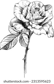 Rose flower isolated on white. hand drawn vintage illustration.