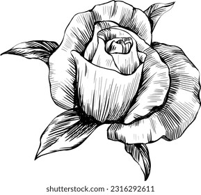 Rose flower isolated on white. Hand drawn vintage illustration.