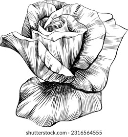 Rose flower isolated on white. Hand drawn vintage illustration.