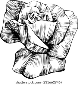 Rose flower isolated on white. Hand drawn vintage illustration.