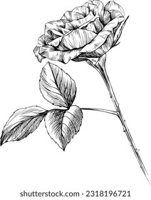 Rose flower isolated on white. Hand drawn vintage illustration.