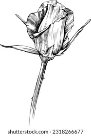 Rose flower isolated on white. Hand drawn vintage illustration.