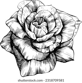 Rose flower isolated on white. Hand drawn vintage illustration.