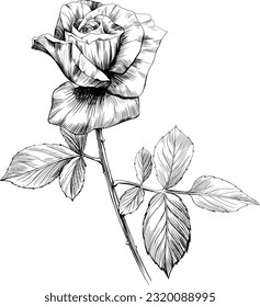 Rose flower isolated on white. Hand drawn vintage illustration.