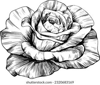 Rose flower isolated on white. Hand drawn vintage illustration.